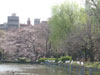 ボート池の桜とユリカモメ