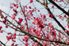 桜木亭前梅の花