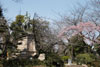 早咲き桜と小松宮像