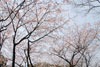 背の高い早咲き桜