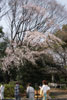噴水横枝垂れ桜