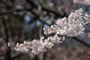 染井吉野三分咲き、たわわな枝