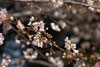 5分咲き桜