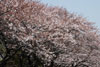 5分咲きの桜並木