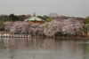 ボート池から桜並木