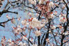 遅咲き桜