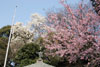 桜 と こぶし
