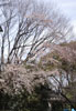 噴水横の枝垂れ桜